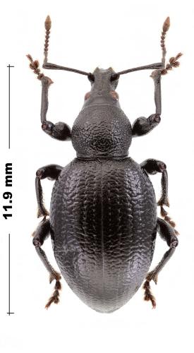 Réf. 318 759 : Otiorhynchus morio